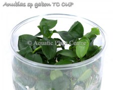 Anubias sp gabon TC CUP